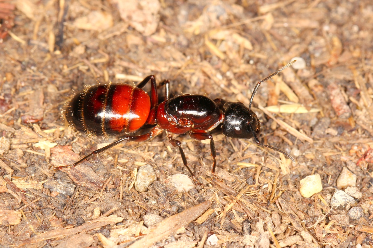 Camponotus ligniperda (Latreille, 1802) (reine)