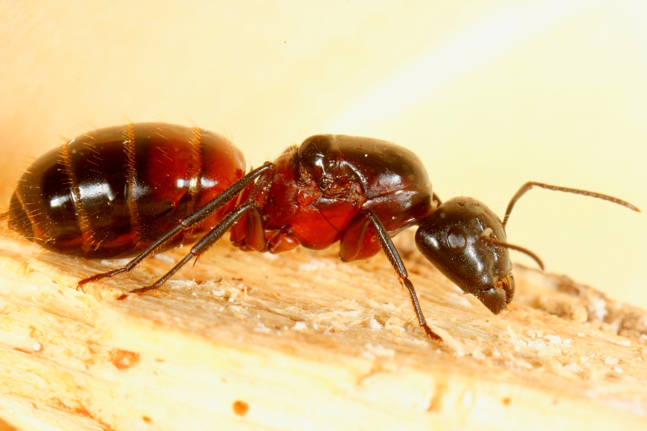 Camponotus ligniperda (Latreille, 1802) (reine)