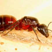 Camponotus ligniperda (Latreille, 1802) (reine)