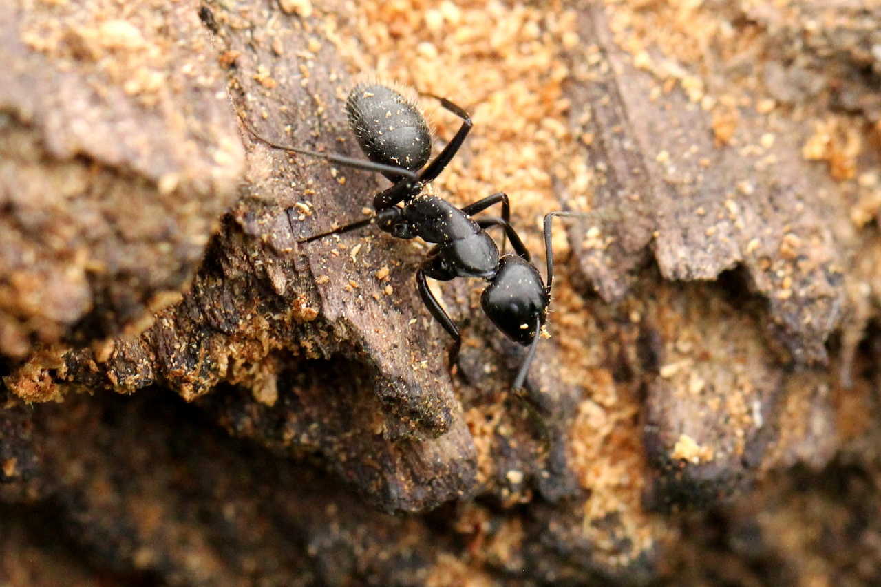Camponotus vagus (Scopoli, 1763) (femelle)