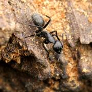 Camponotus vagus (Scopoli, 1763) (femelle)