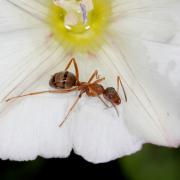 Formica gr cunicularis-rufibarbis (femelle)