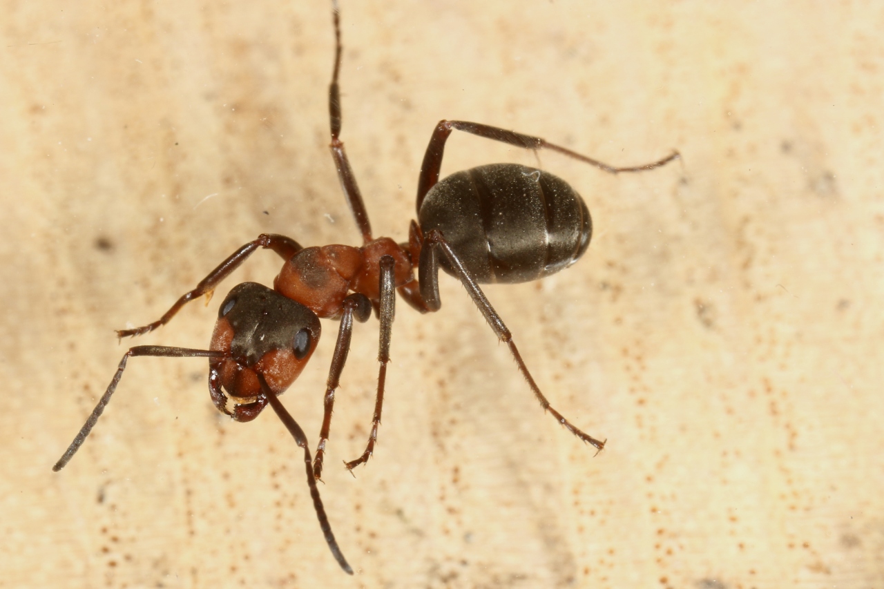 Formica polyctena Foerster, 1850 - Fourmi rousse des bois