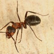 Formica polyctena Foerster, 1850 - Fourmi rousse des bois