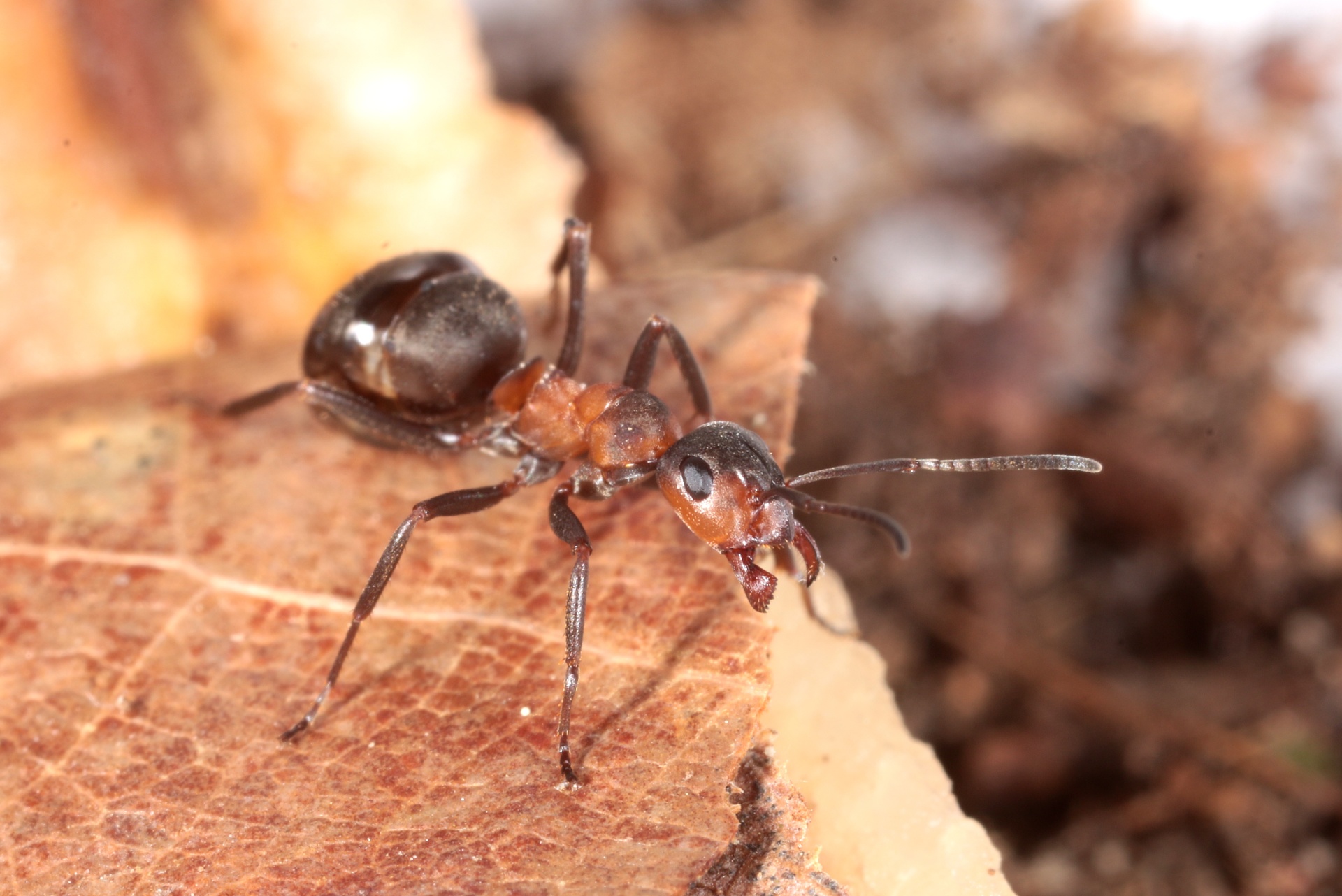 Formica polyctena Foerster, 1850 - Fourmi rousse des bois 