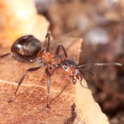 Formica polyctena Foerster, 1850 - Fourmi rousse des bois 