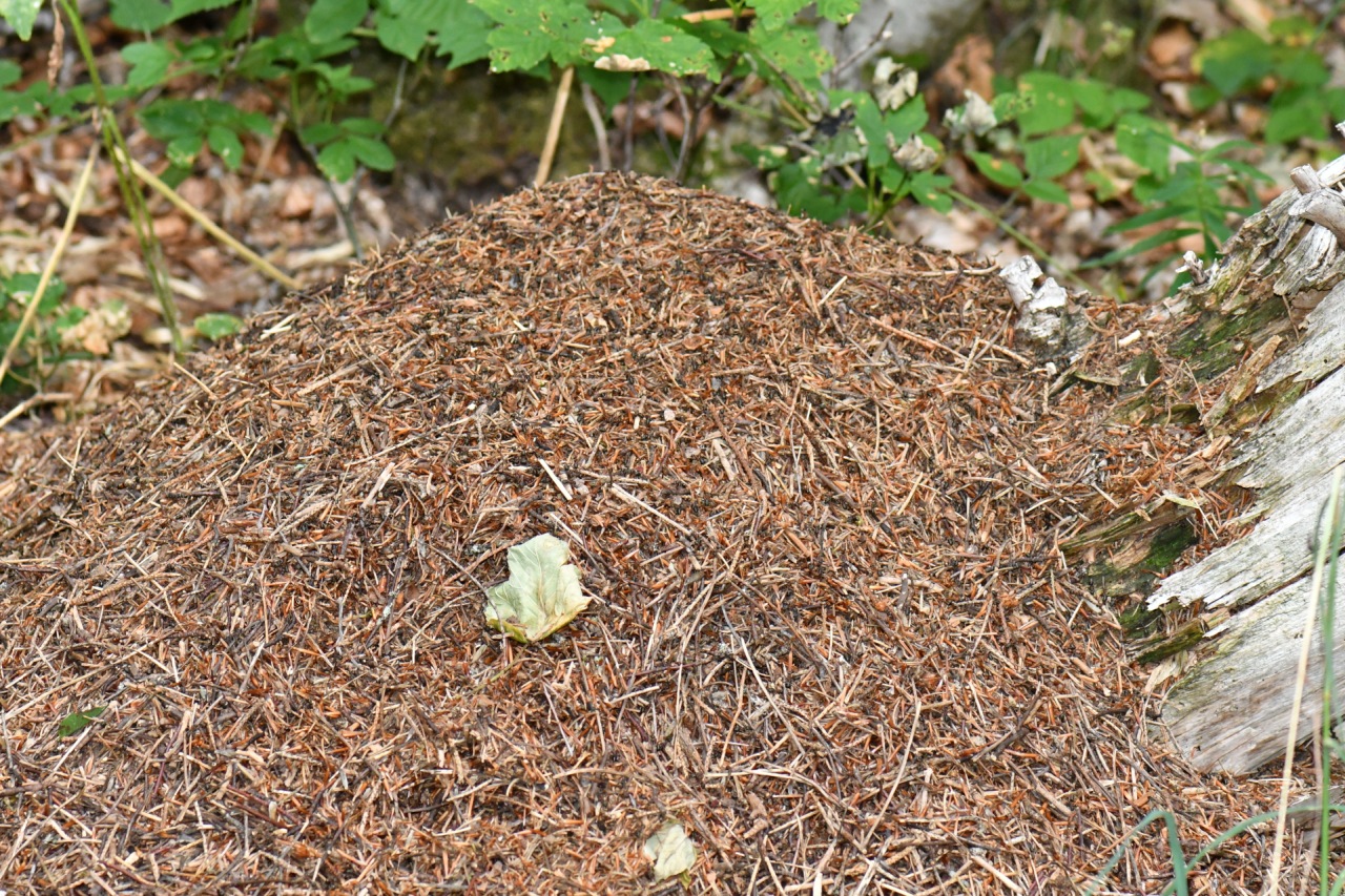 Formica rufa Linnaeus, 1761 - Fourmi rousse des bois (dôme)