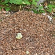 Formica rufa Linnaeus, 1761 - Fourmi rousse des bois (dôme)