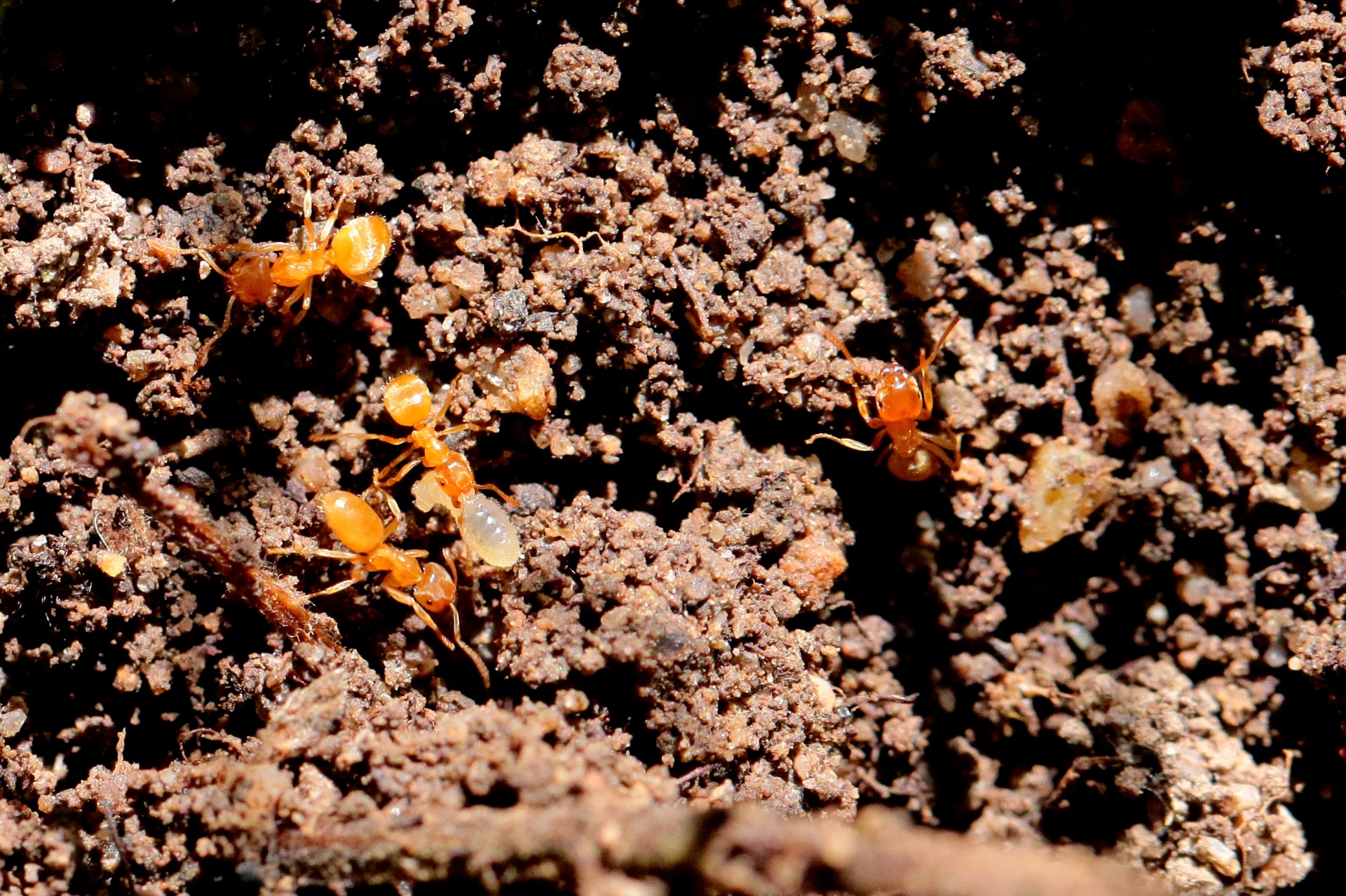 Lasius flavus (Fabricius, 1782) - Fourmi jaune