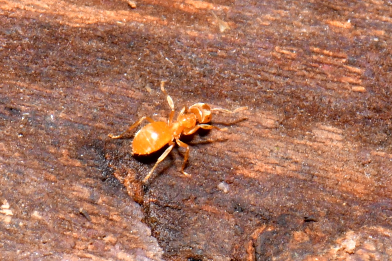 Lasius flavus (Fabricius, 1782) - Fourmi jaune 