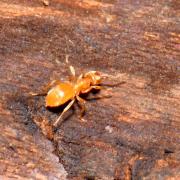 Lasius flavus (Fabricius, 1782) - Fourmi jaune 