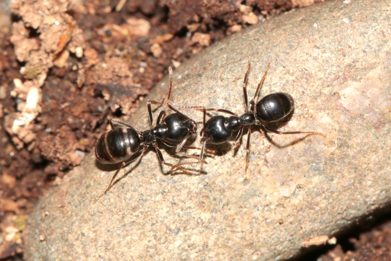 Lasius fuliginosus (Latreille, 1798) - Fourmi noire des bois