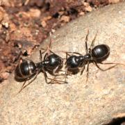 Lasius fuliginosus (Latreille, 1798) - Fourmi noire des bois