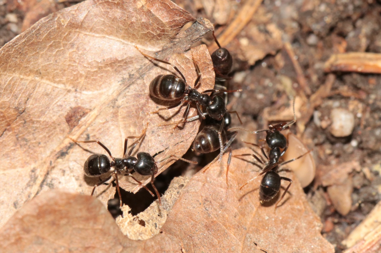 Lasius fuliginosus (Latreille, 1798) - Fourmi noire des bois