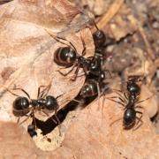 Lasius fuliginosus (Latreille, 1798) - Fourmi noire des bois