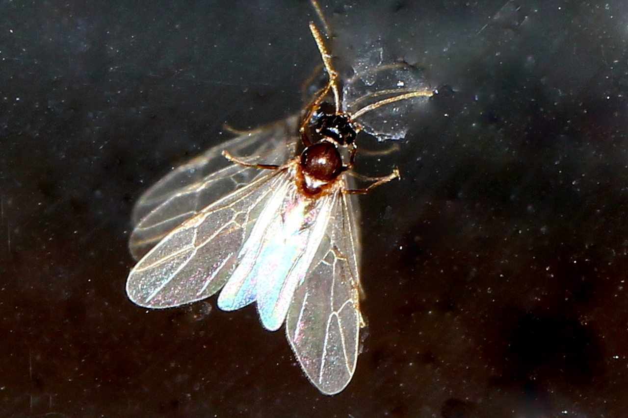 Lasius sp (mâle)