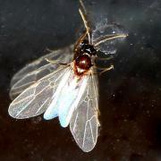 Lasius sp (mâle)