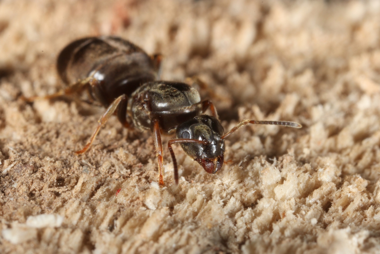 Lasius platythorax Seifert, 1992 (reine)