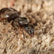 Lasius platythorax Seifert, 1992 (reine)