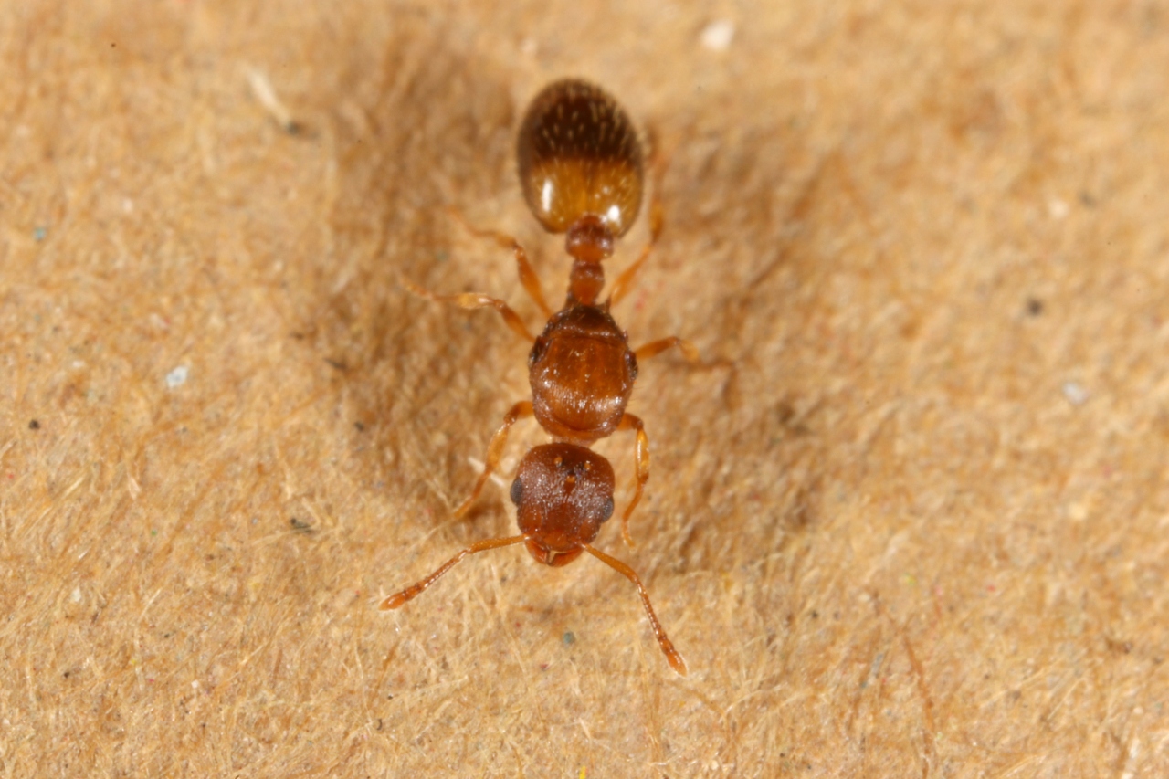 Temnothorax nylanderi (Förster, 1850)