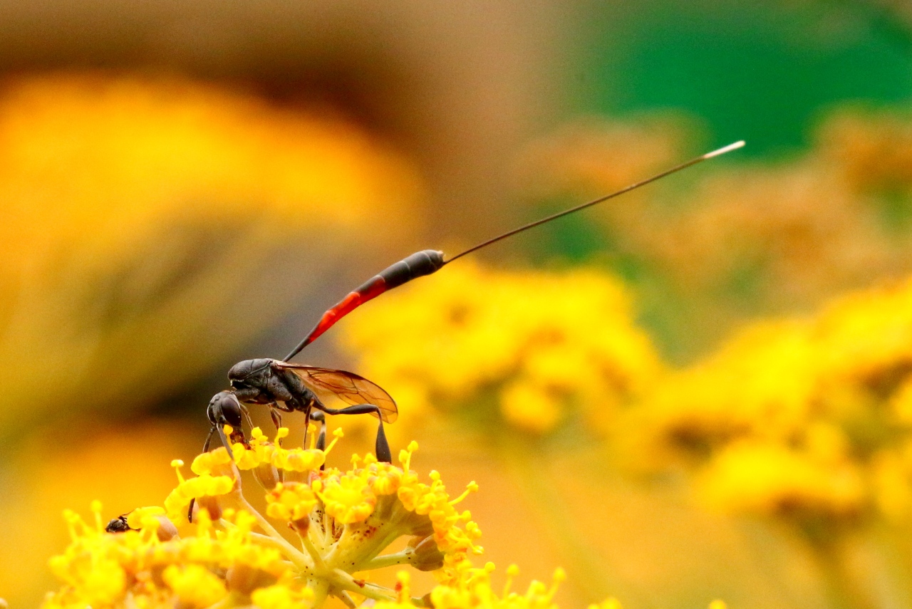 Gasteruption jaculator (Linnaeus, 1758) - Gastéruption à javelot (femelle) 