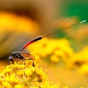 Gasteruption jaculator (Linnaeus, 1758) - Gastéruption à javelot (femelle) 