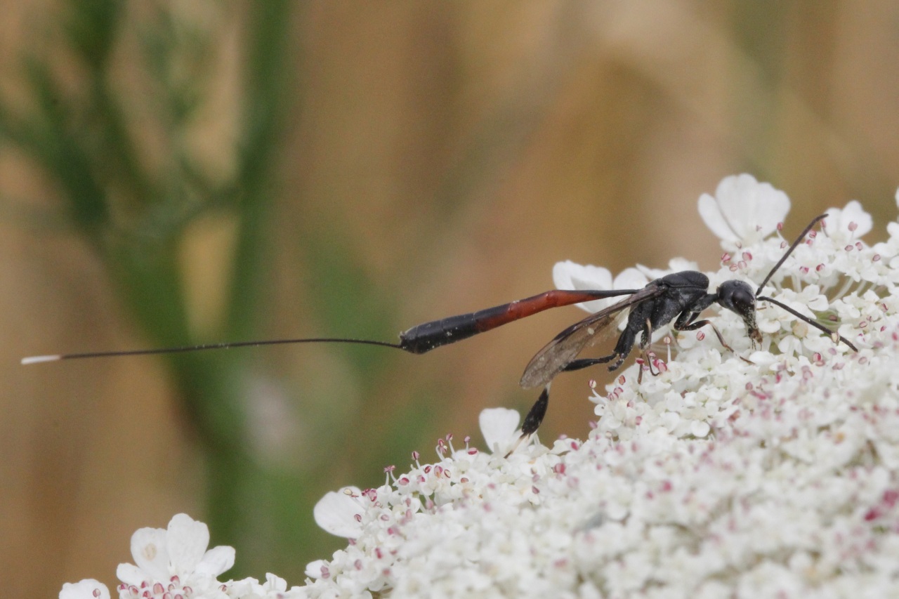 Gasteruption jaculator (Linnaeus, 1758) - Gastéruption à javelot (femelle)