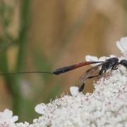 Gasteruption jaculator (Linnaeus, 1758) - Gastéruption à javelot (femelle)