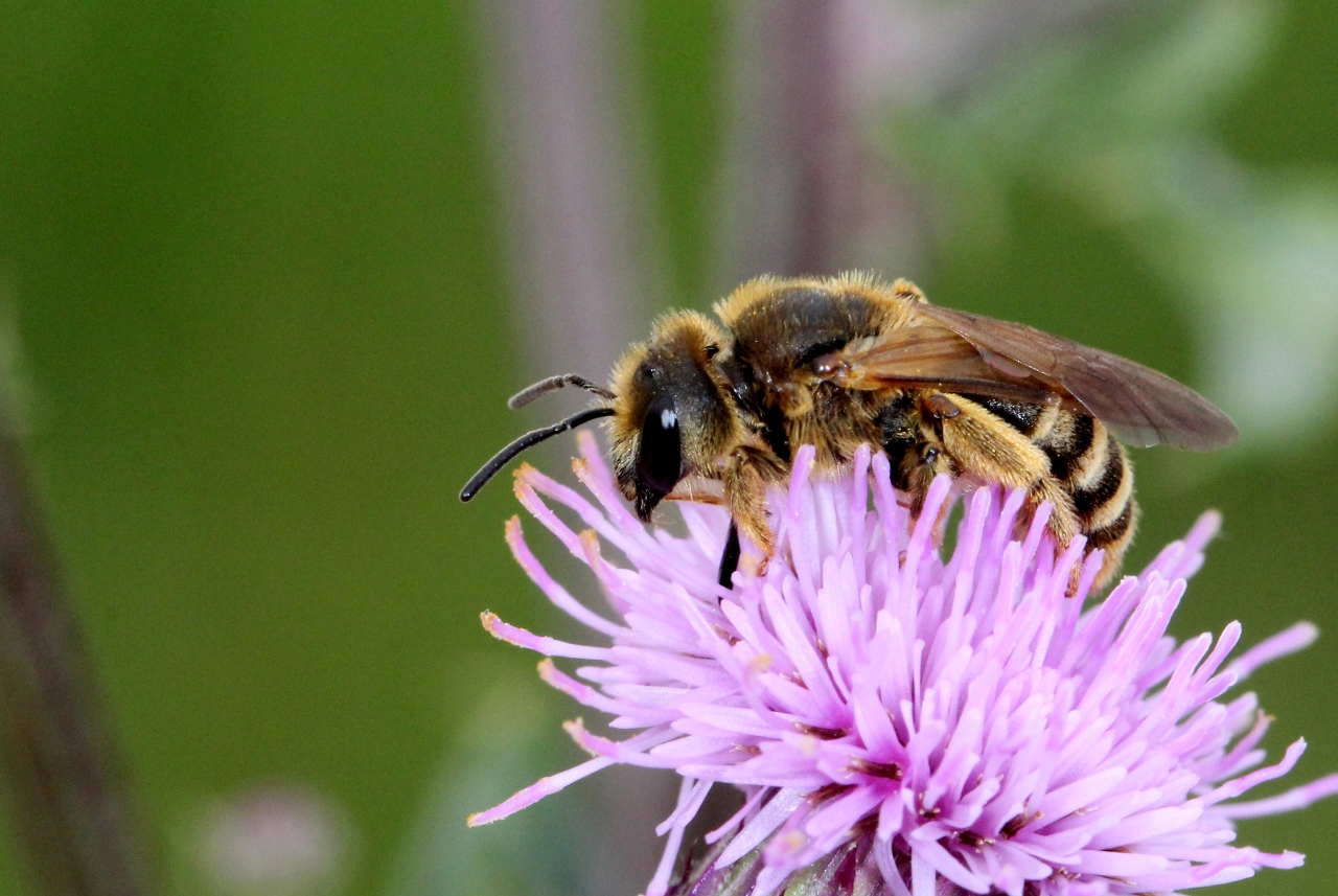 Halictus scabiosae (Rossi, 1790) - Halicte de la Scabieuse