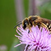 Halictus scabiosae (Rossi, 1790) - Halicte de la Scabieuse