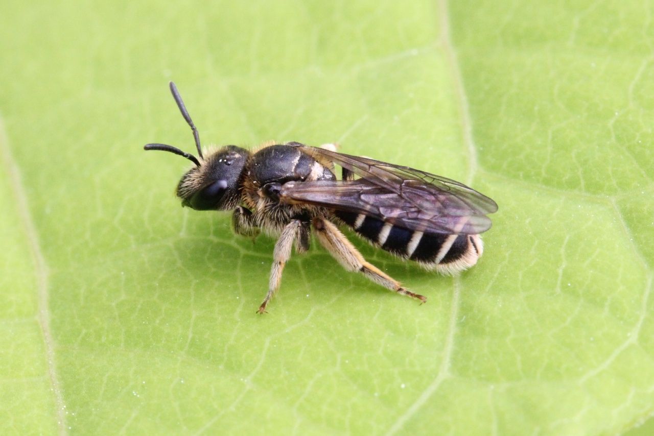 Halictus sp (femelle)