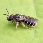 Halictus sp (femelle)