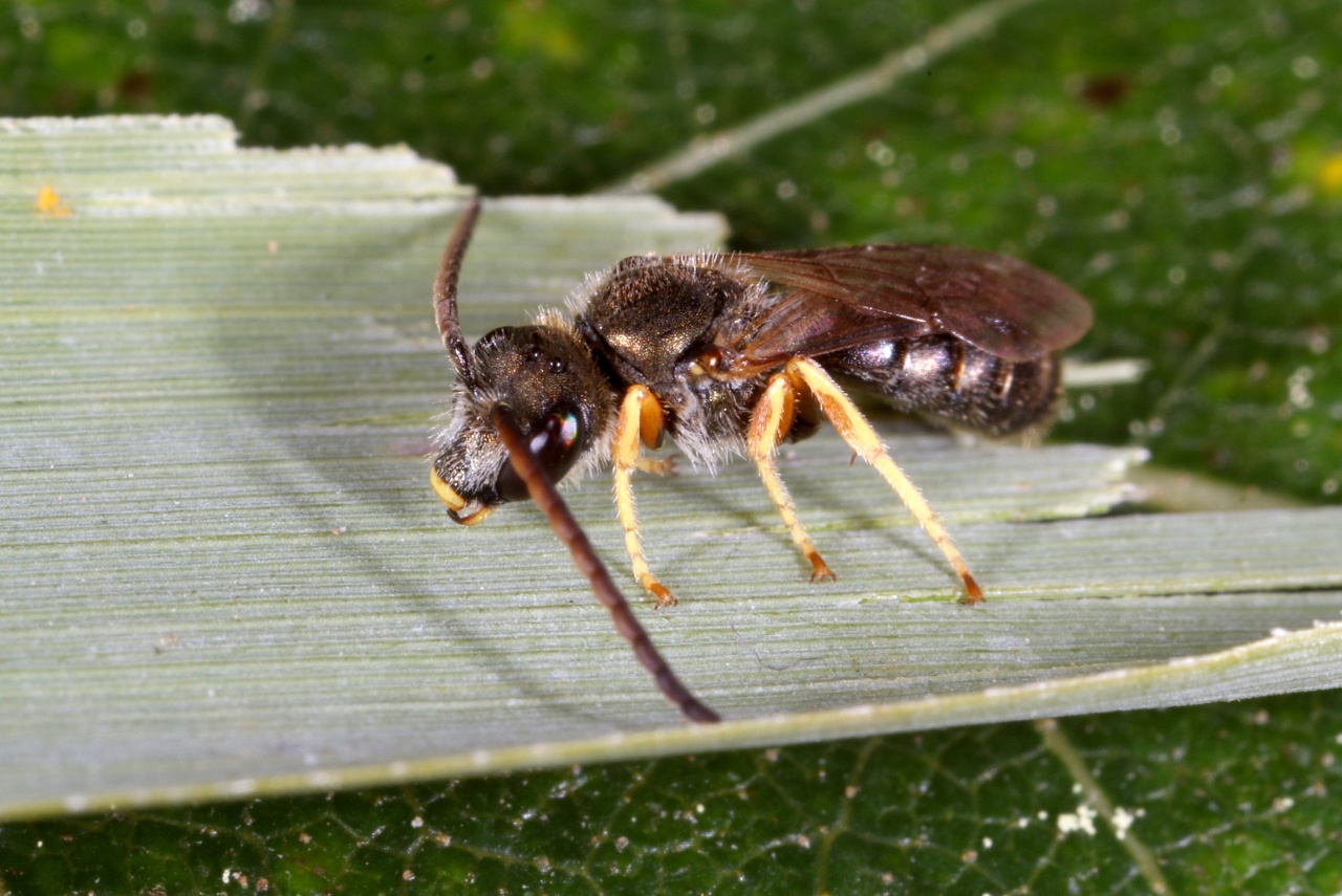 Seladonia tumulorum (Linnaeus, 1758) (mâle)