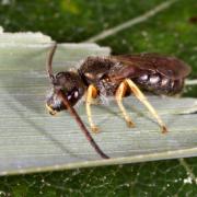 Seladonia tumulorum (Linnaeus, 1758) (mâle)