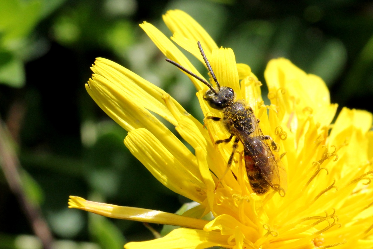 Lasioglossum calceatum (Scopoli, 1763) - Halicte cylindrique (mâle)