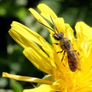 Lasioglossum calceatum (Scopoli, 1763) - Halicte cylindrique (mâle)