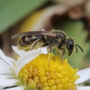 Lasioglossum sp