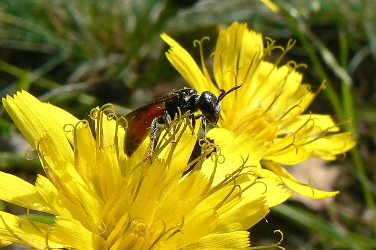 Sphecodes sp - Abeille coucou