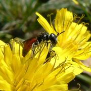 Sphecodes sp - Abeille coucou