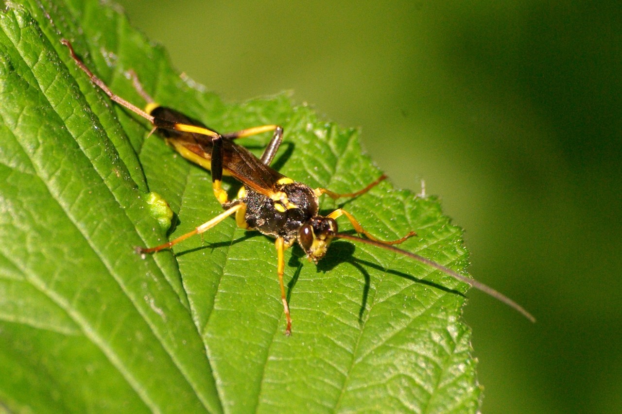 Amblyteles armatorius (Forster, 1771) (mâle)