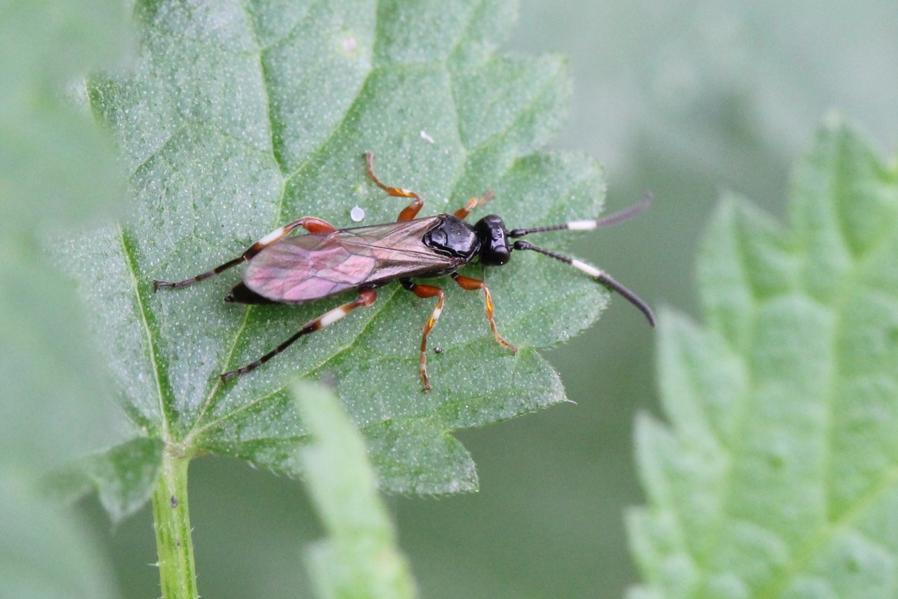 Cratichneumon sp (femelle)