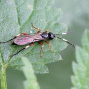 Cratichneumon sp (femelle)