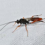 Cryptus armator Fabricius, 1804 (femelle) (ID probable)