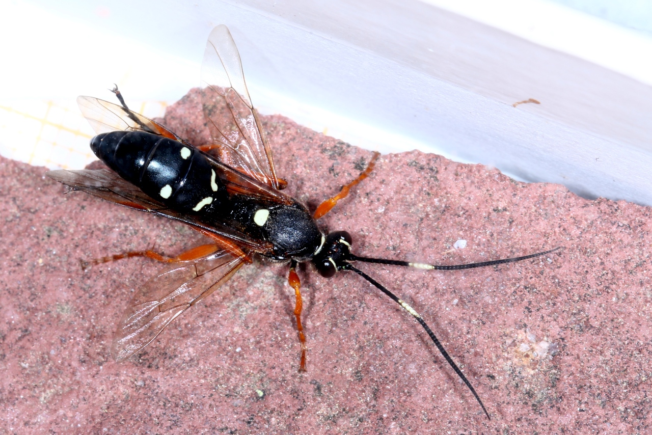 Diphyus quadripunctorius (Müller, 1776) (femelle)