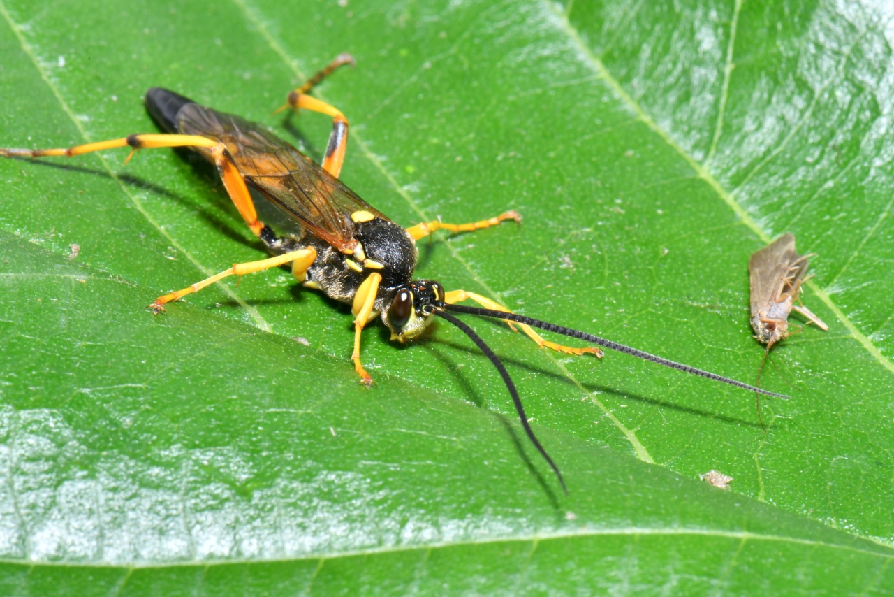 Diphyus quadripunctorius (Müller, 1776) (mâle)