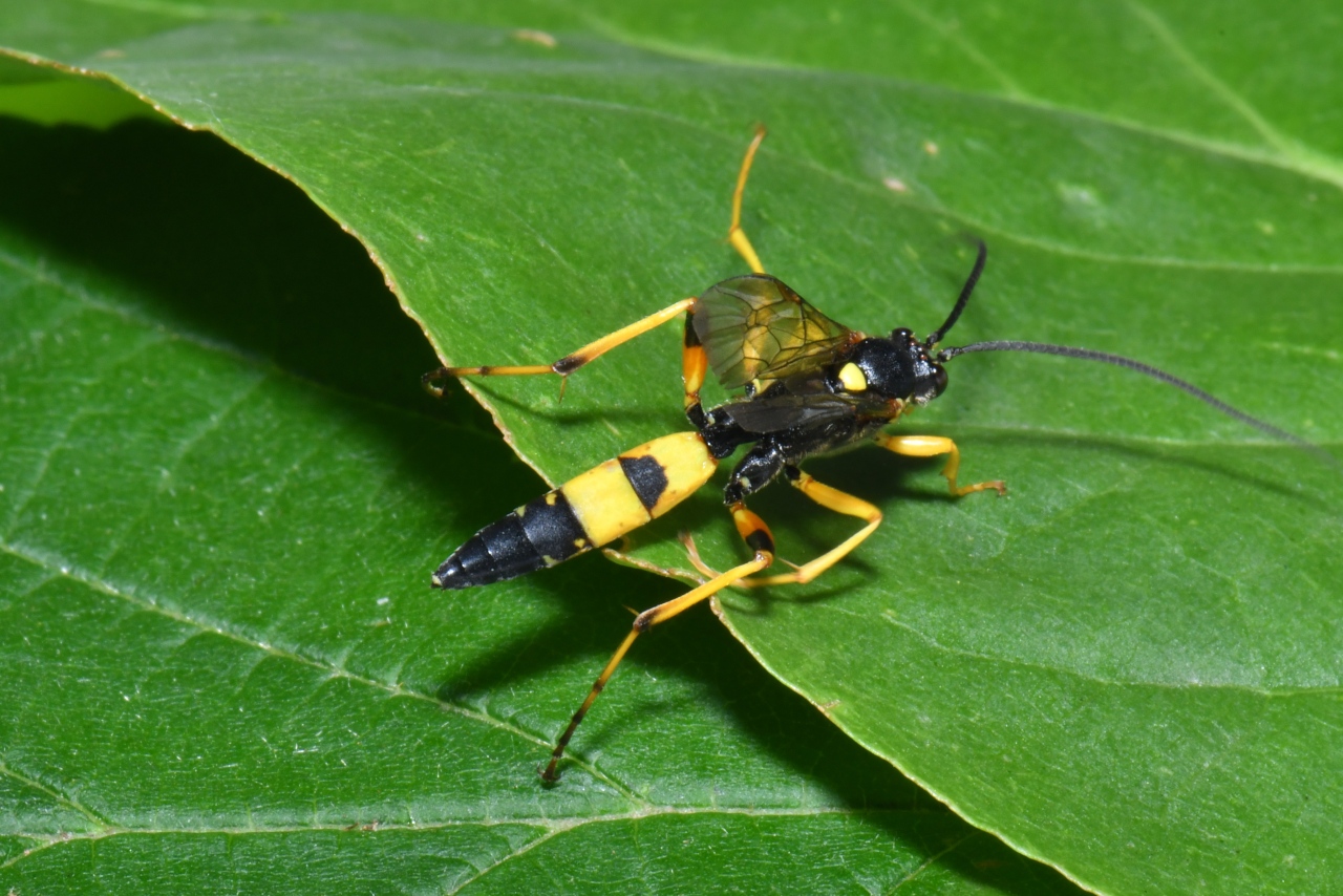 Diphyus quadripunctorius (Müller, 1776) (mâle)