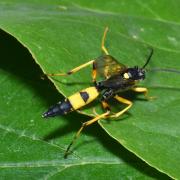 Diphyus quadripunctorius (Müller, 1776) (mâle)