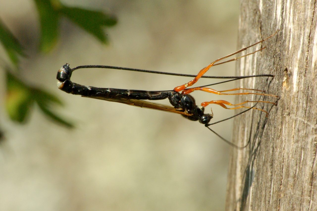 Dolichomitus sp (femelle)