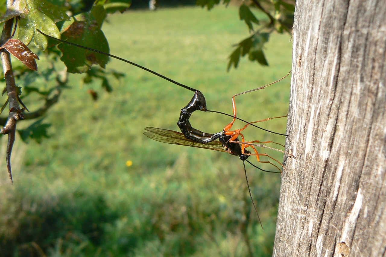 Dolichomitus sp (femelle)