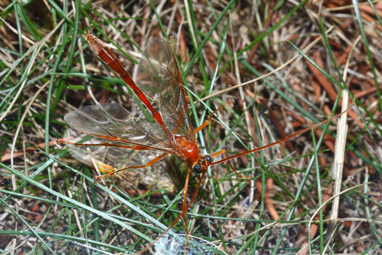 Enicospilus inflexus (Ratzeburg, 1844) (mâle)